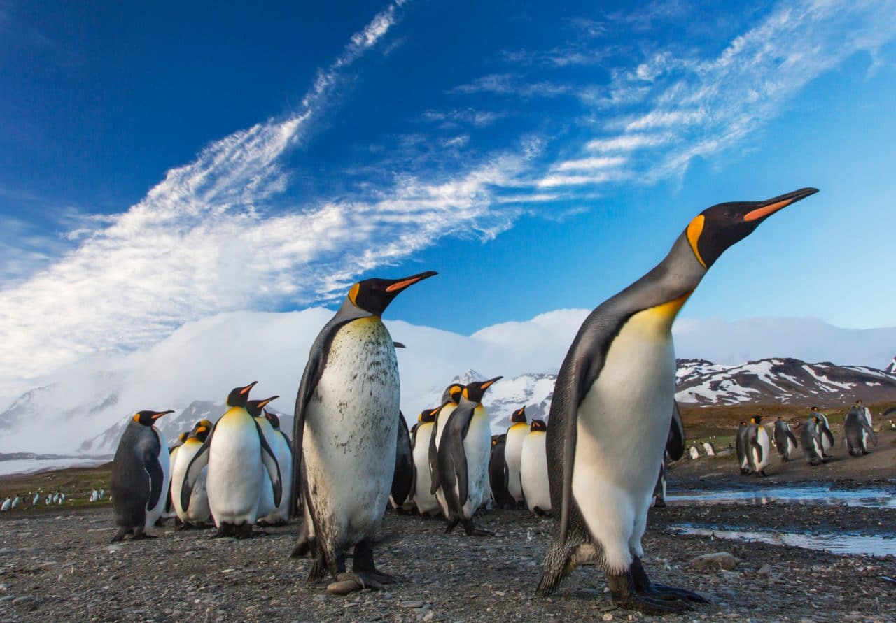 A colony of Magellanic penguins walk together in southern Chile.